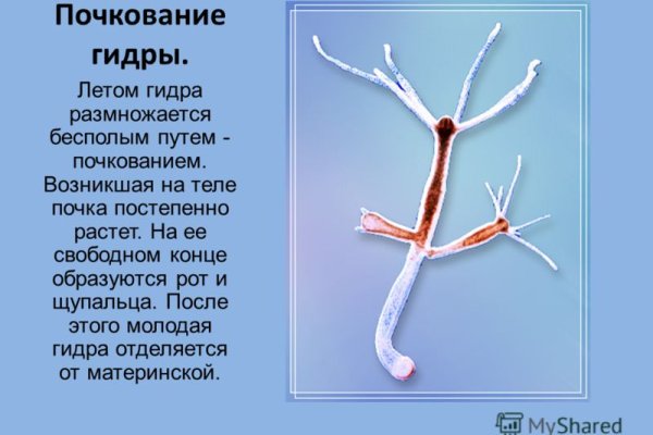 Kraken актуальные зеркала krakentor site